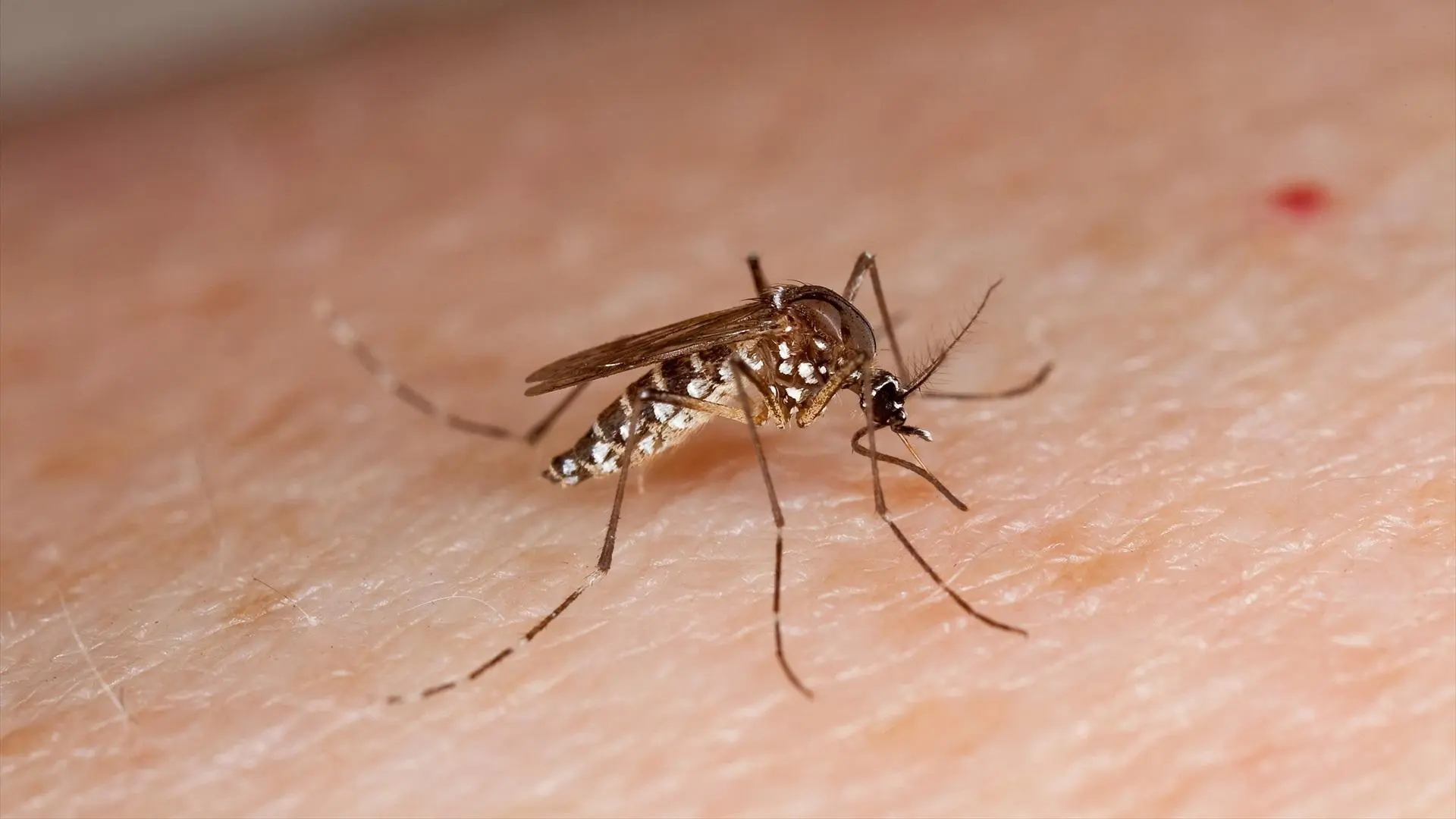 Proyecto Bellwether: EEUU liberó mosquitos con enfermedades en zonas habitadas como ensayo