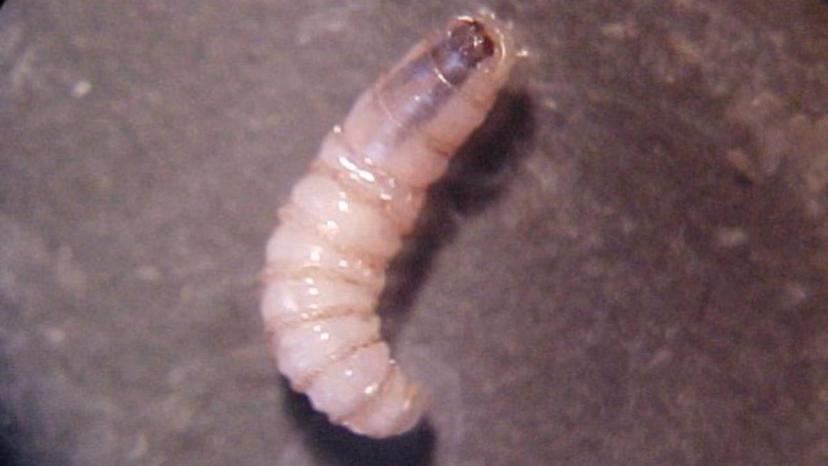 Nuevo León registra primer caso de gusano barrenador en humanos