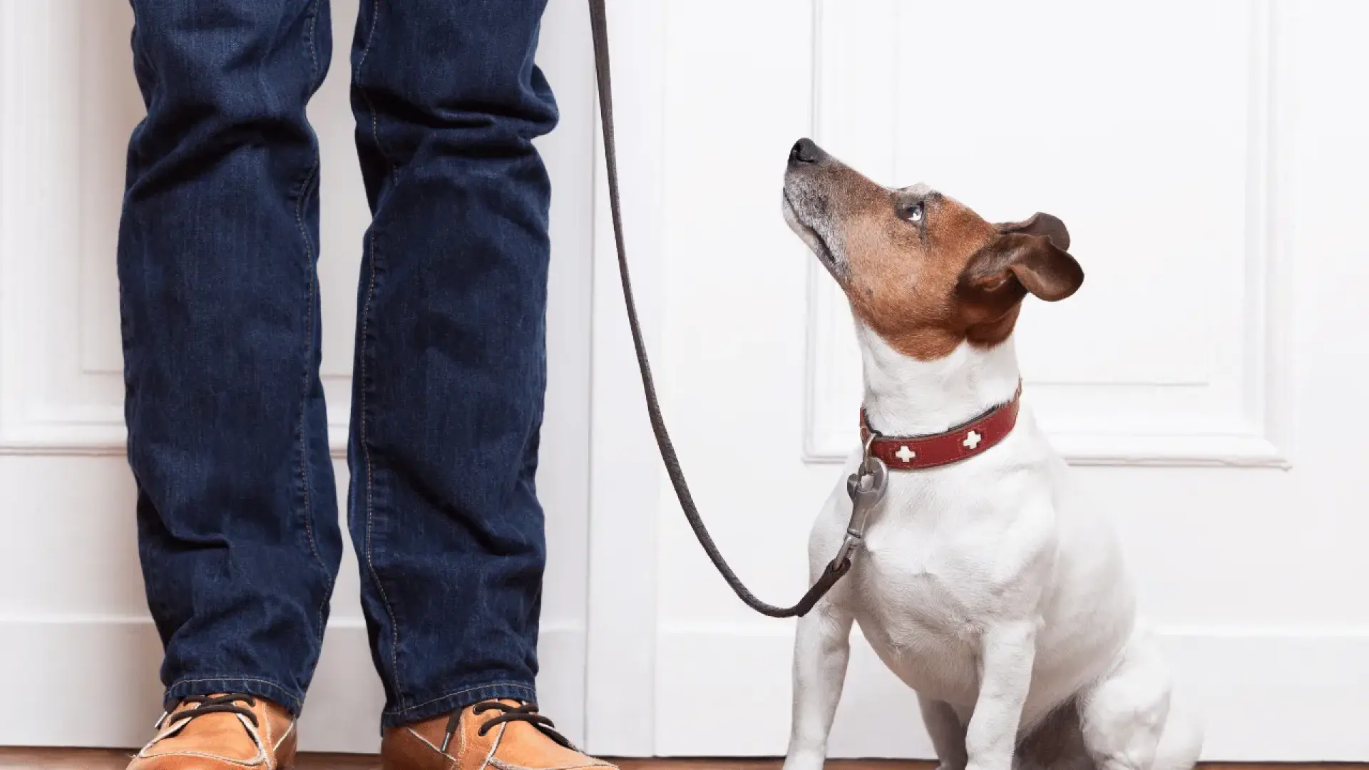Cuando poner la correa a un perro se convierte en un pillapilla incómodo