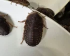 More than 100,000 cockroaches worth $200,000 seized from NSW breeder in record-breaking bust
