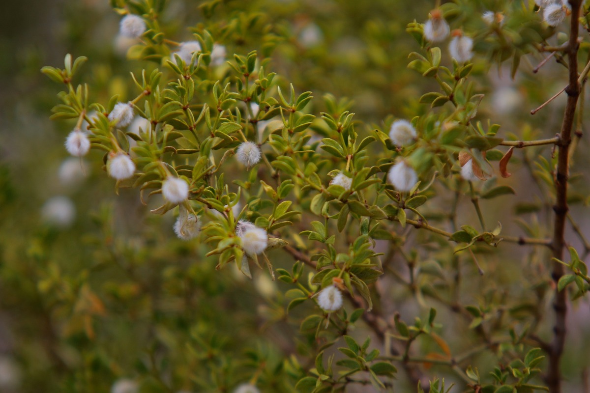 Estudian en Viesca propiedades medicinales en plantas de La Laguna