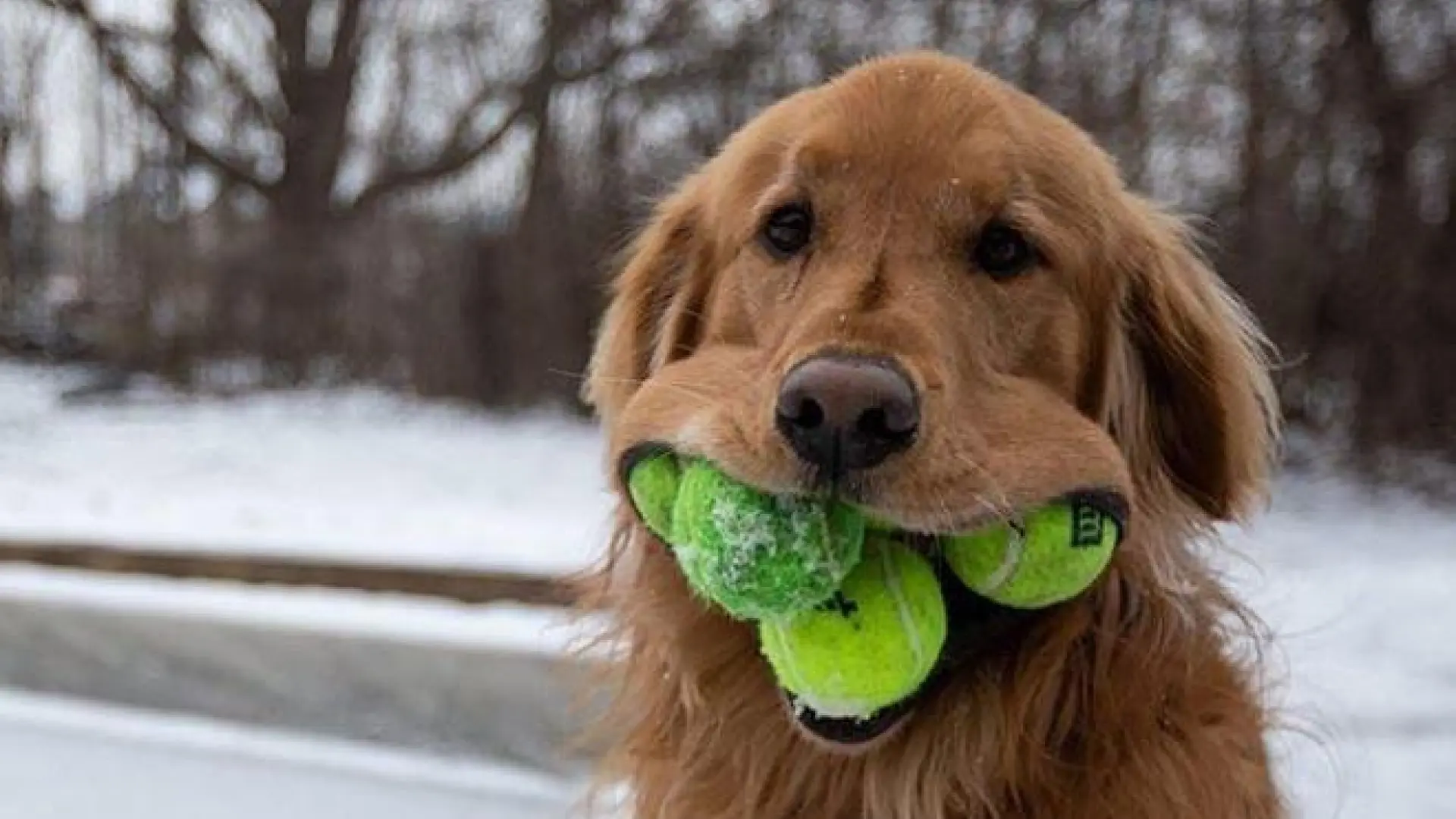 Dientes planos y esmalte dañado: así afecta el uso de pelotas de tenis a la boca de un perro