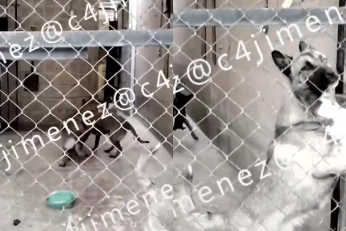 Canibalismo entre perros en casa de Ixtapaluca, Estado de México