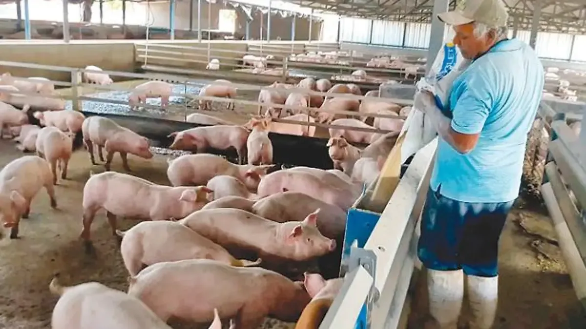 Panorama porcino en San Juan: con unos 170 productores registrados estudian acciones para repuntar la producción y despertar el interés de criadores