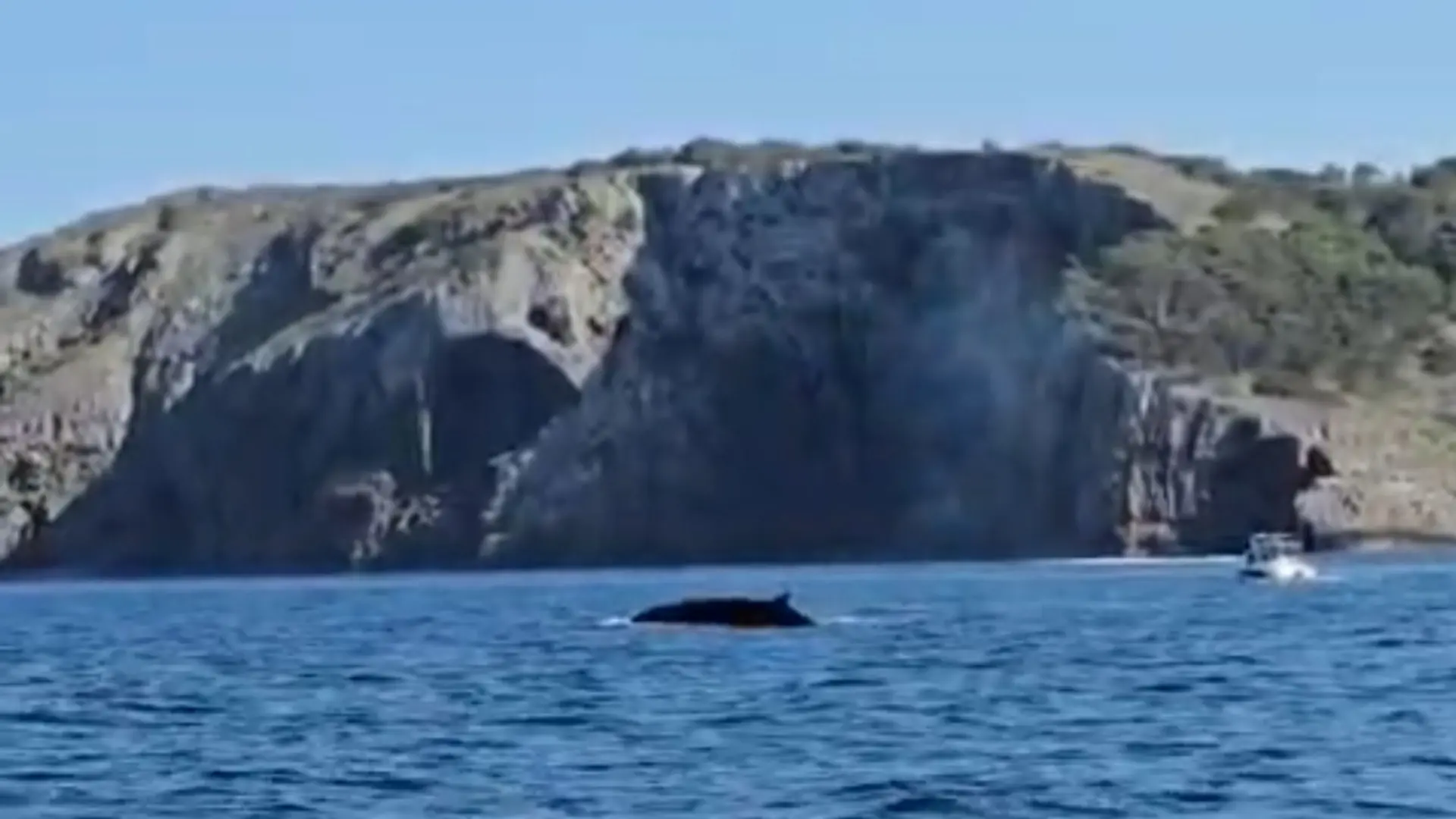 Avistan tres ejemplares de ballena rorcual, el segundo mamífero más grande del mundo, junto a las Illes Medes