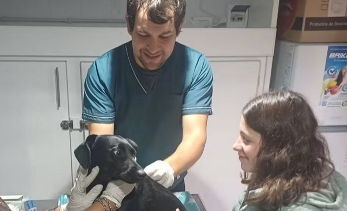 Catriló: vacunación antirrábica y desparasitación para unas 50 mascotas