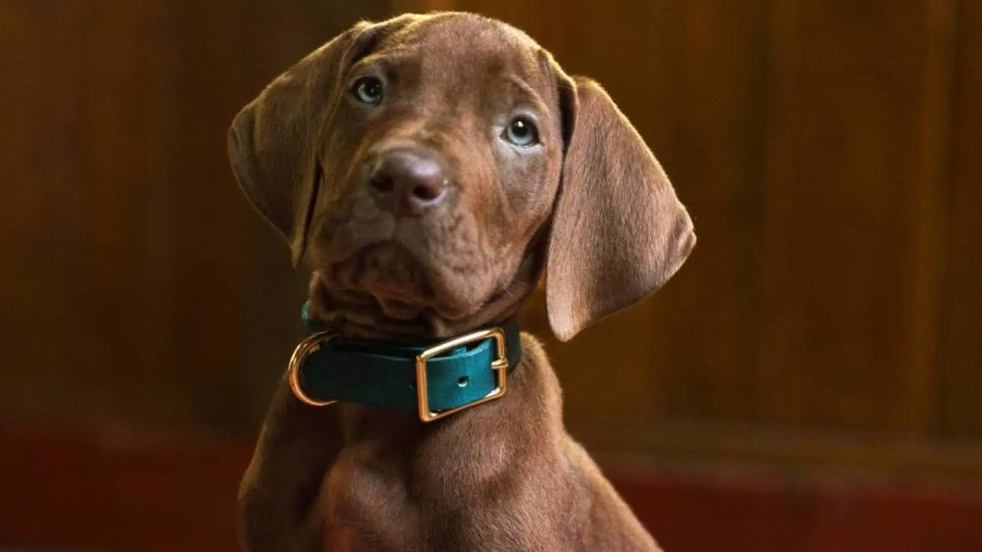 Netflix decepciona con la nueva versión de Scooby-Doo: "Parece un perro callejero"