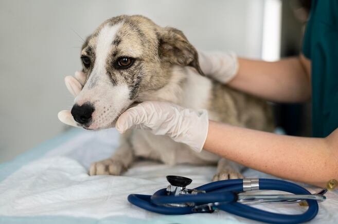 ¿Atropellaste a un perro? Guía de acción rápida y pasos clave para salvarle la vida