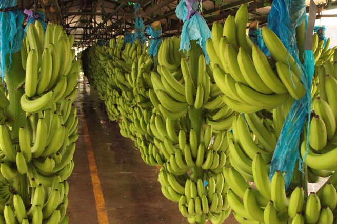 ¿Qué frena a las exportaciones colombianas? Gremios señalan al agro y a las manufacturas