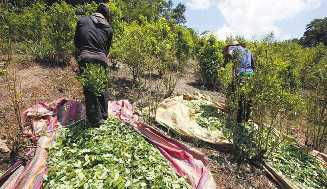 El informe que Petro cuestionó confirma nuevo aumento de los cultivos de coca en Colombia