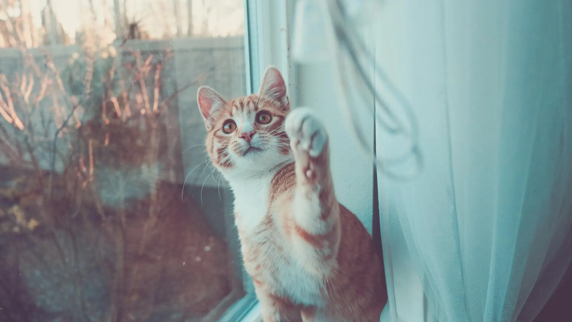 Por qué tu gato necesita un cuidador profesional en vacaciones y no le sirve el favor de un vecino