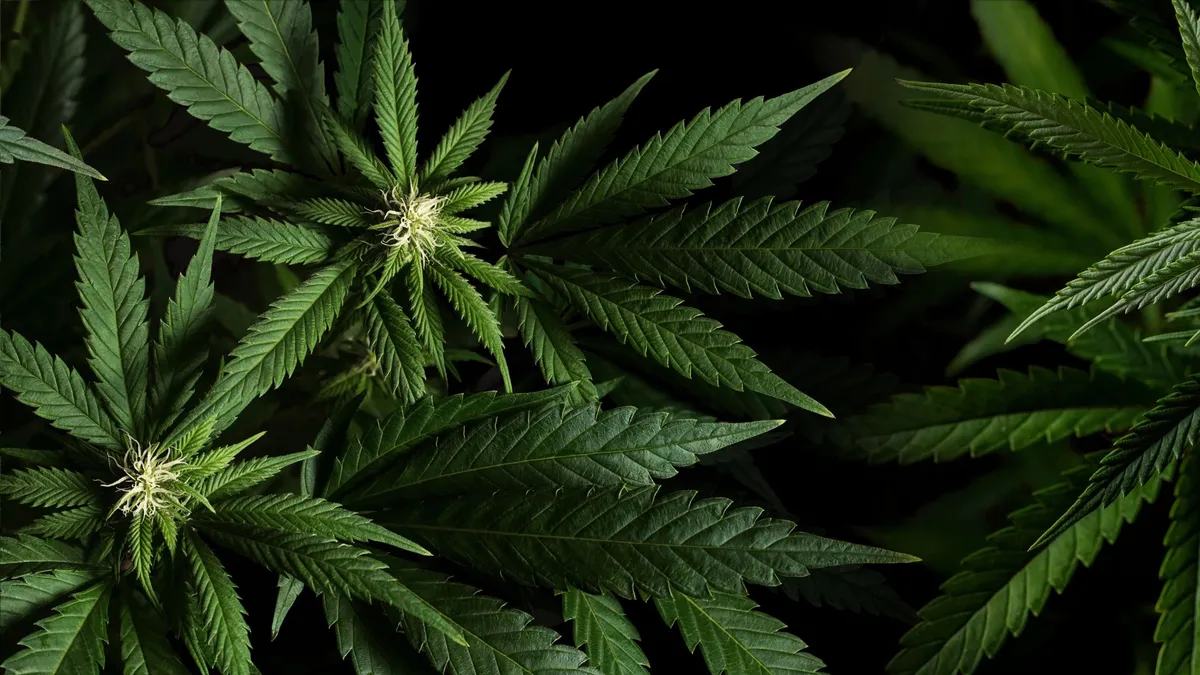 Cannabis medicinal: crean un régimen especial para otorgar licencias de producción de semillas y plantines
