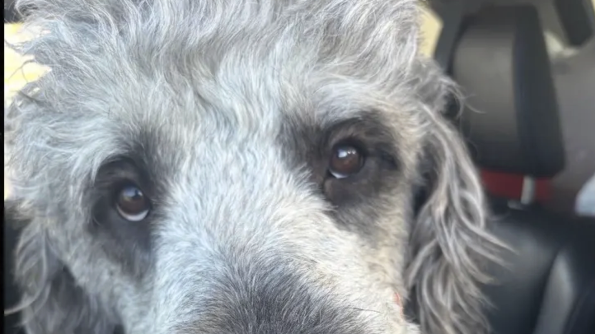 Celebración del título de los Knicks termina con la policías matando a un perro familiar