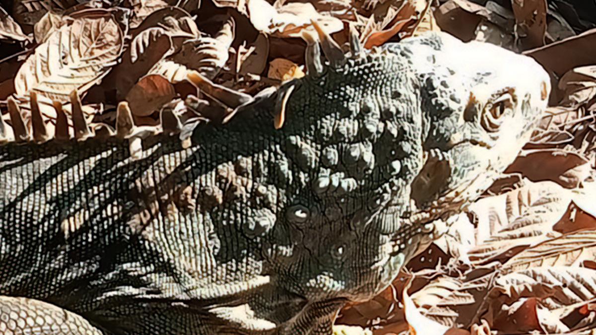 Profepa libera 19 iguanas rescatadas en Guanajuato y Michoacán