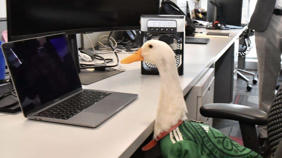 El pato Merlín ya es una marca registrada y pertenece a sus dueños