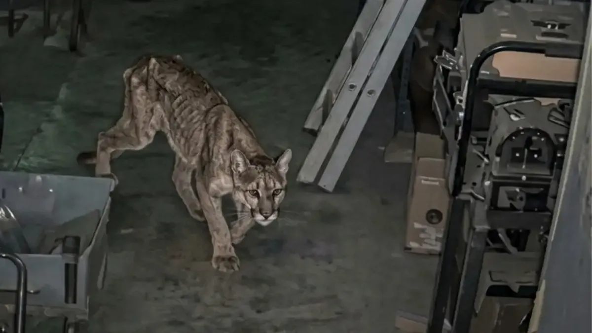 Murió el puma que apareció en la Quebrada de Zonda