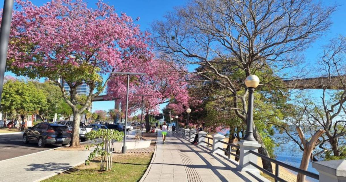 Los lapachos negros de la costanera de Corrientes capturan 1.820 toneladas de carbono