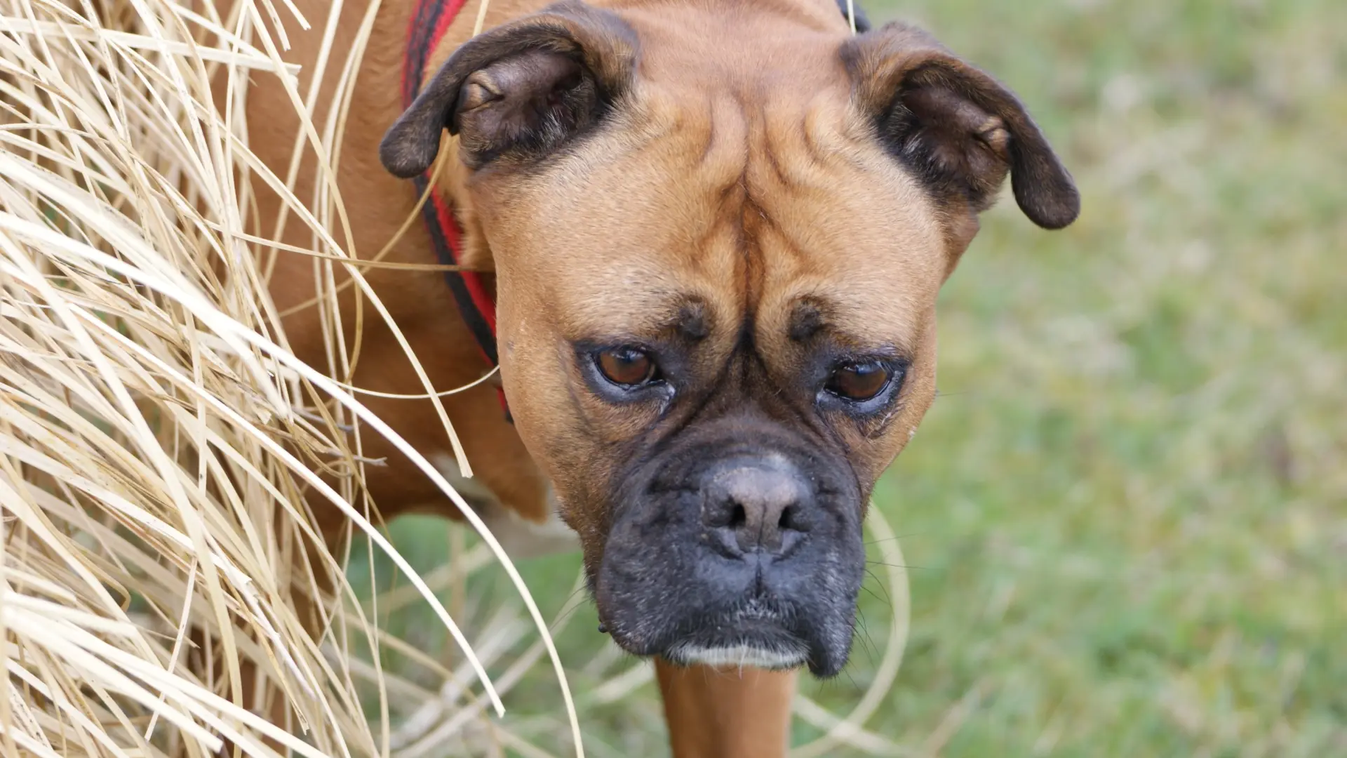 Las espigas, el riesgo silencioso de los paseos con perro en primavera y verano