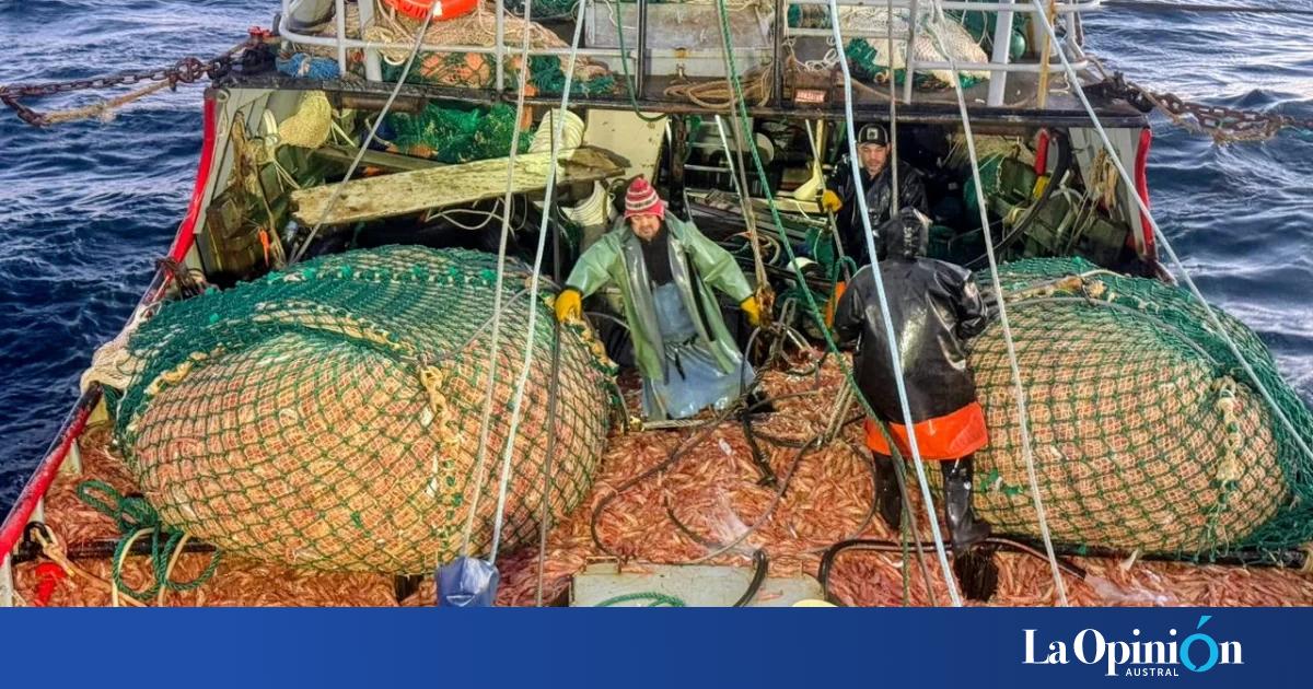 Zafra del langostino 2026: Puerto Deseado y Caleta Paula con pronósticos postivos para los desembarcos