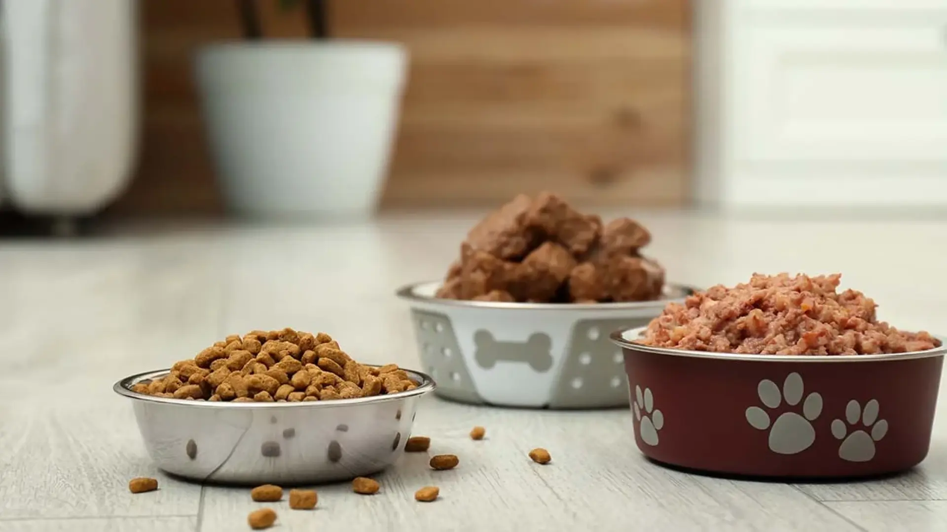 El mito del porcentaje: por qué 'mucha proteína' no es mejor para un perro