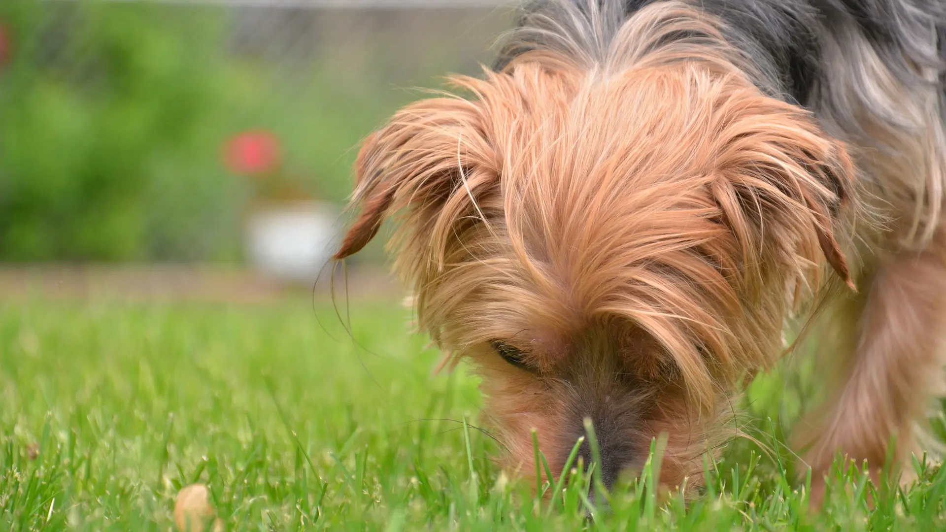 Por qué algunos perros comen todo lo que encuentran en la calle
