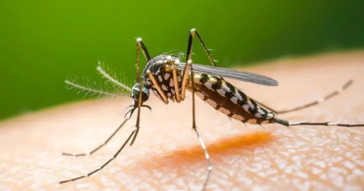 Prevención del dengue en Corrientes: avanza la entrega de insumos en el interior