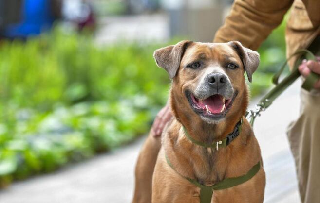 Este fin de semana, adopte y transforme la vida de un animal de compañía