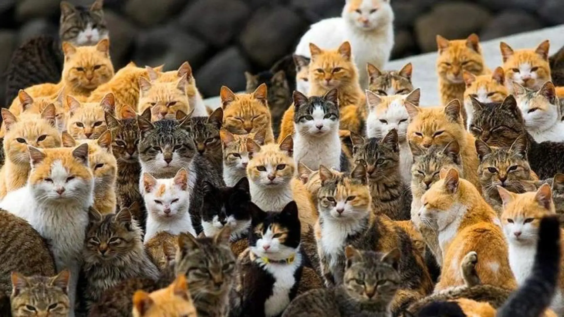 Una sola gata sin esterilizar puede tener más de 100 gatitos a lo largo de su vida