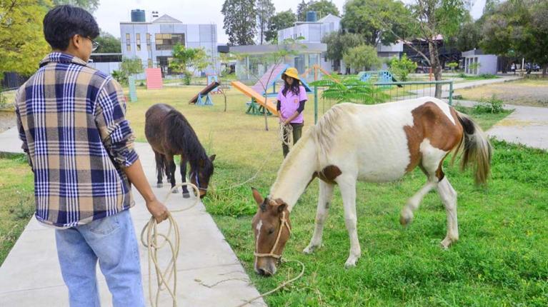 Caballos con indicios de parasitosis y Pofoma investiga muerte del equino