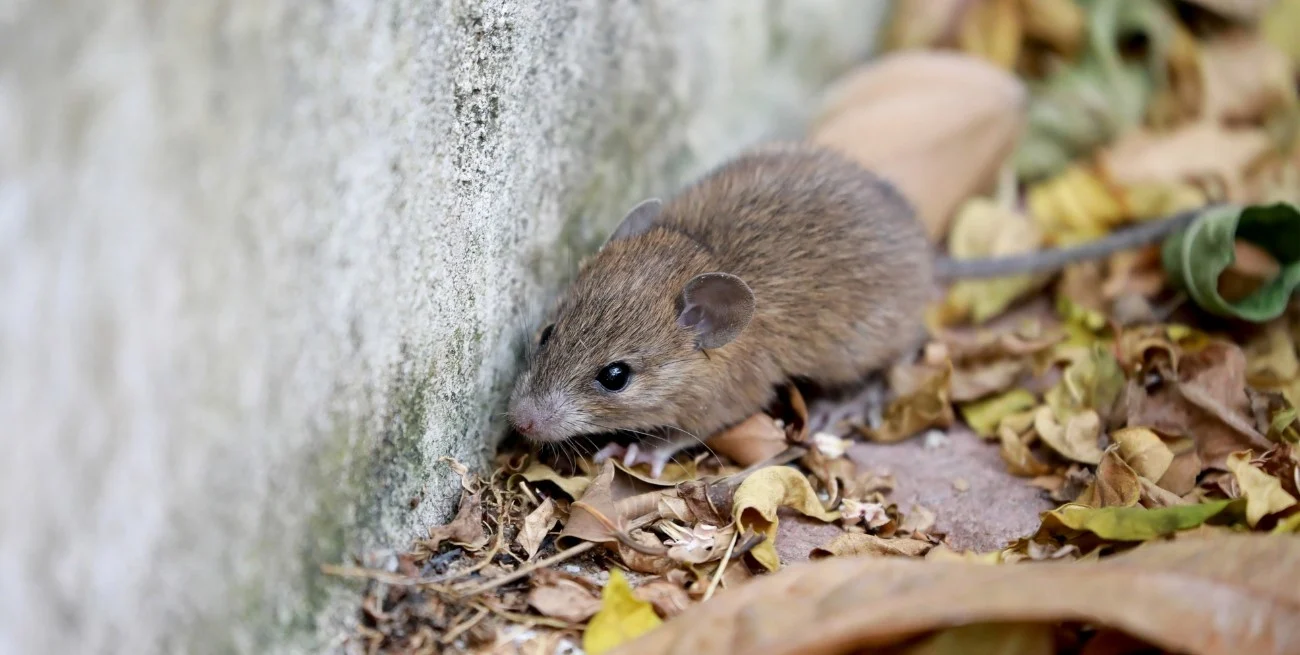 Confirman un nuevo caso de hantavirus en Bariloche: la paciente permanece en terapia intensiva