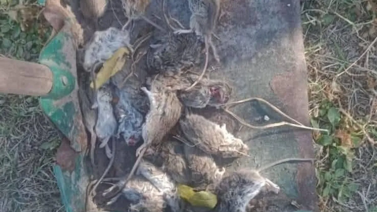 Quejas de vecinos por una plaga de ratas en San Antonio de La Paz