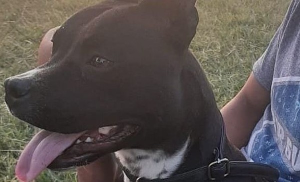 Busca desesperadamente a su perra Kira pero solo recibe mensajes de estafadores