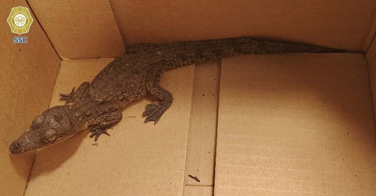 Rescatan un cocodrilo de 15 cm en CdMx