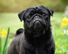 Vets welcome data indicating fall in UK popularity of flat-faced dog breeds