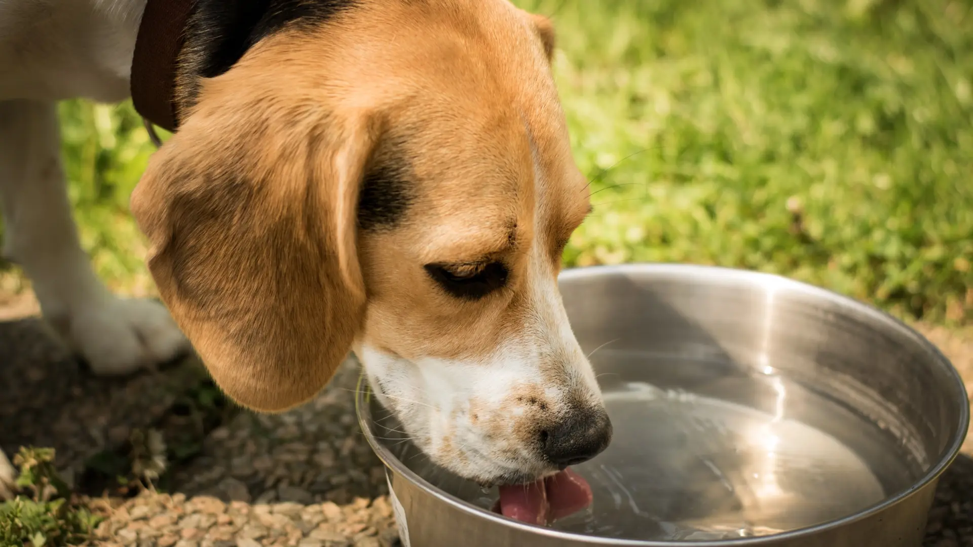 Juguetes, huesos y comida: cómo prevenir un atragantamiento en perros