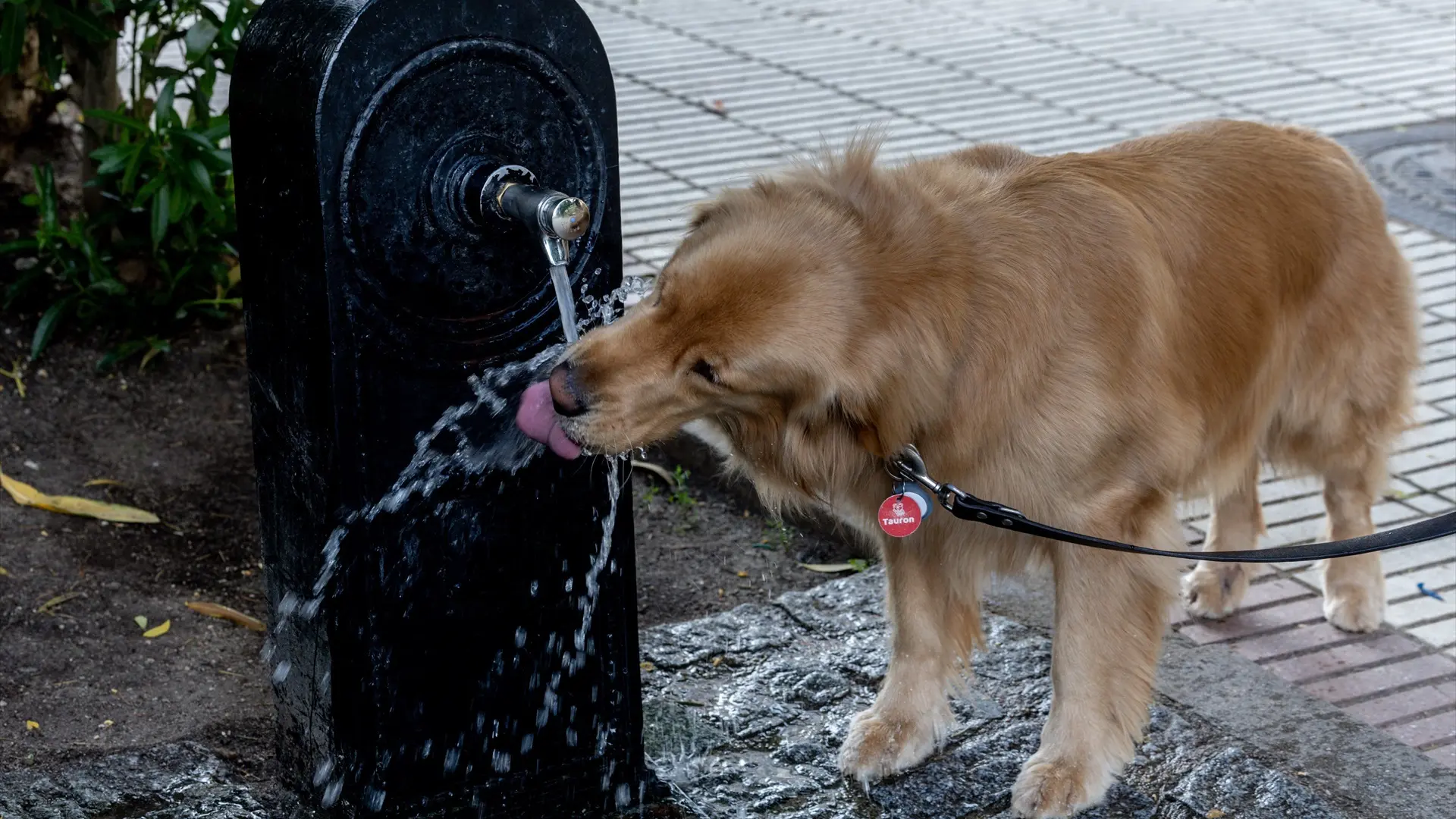 Así afecta el calor a nuestros perros: a partir de esta temperatura el riesgo es extremo