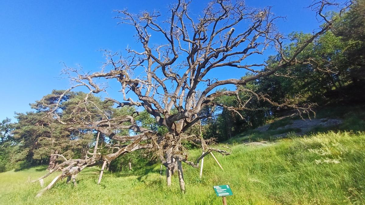 La agónica muerte del Roure de la Senyora