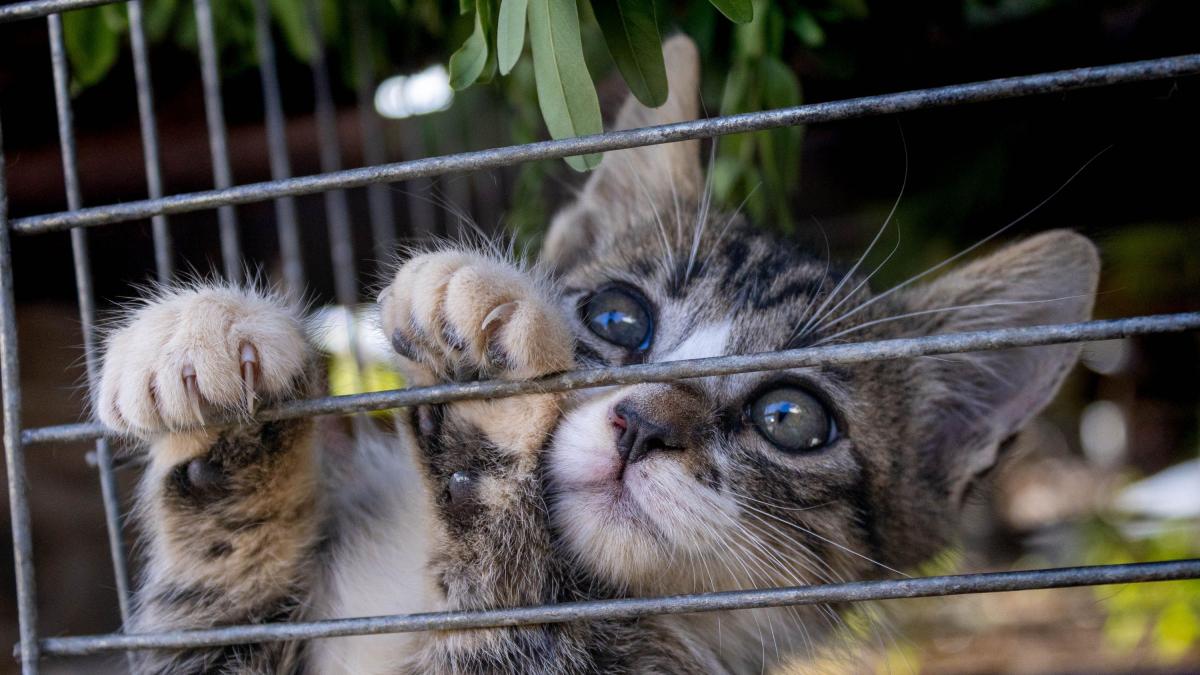 Rescatan a más de 400 gatos en Vietnam; serían vendidos a restaurantes