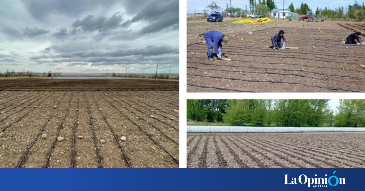 ¿Patagonia "maicera"?: ensayos buscan encontrar el híbrido que mejor se adapte