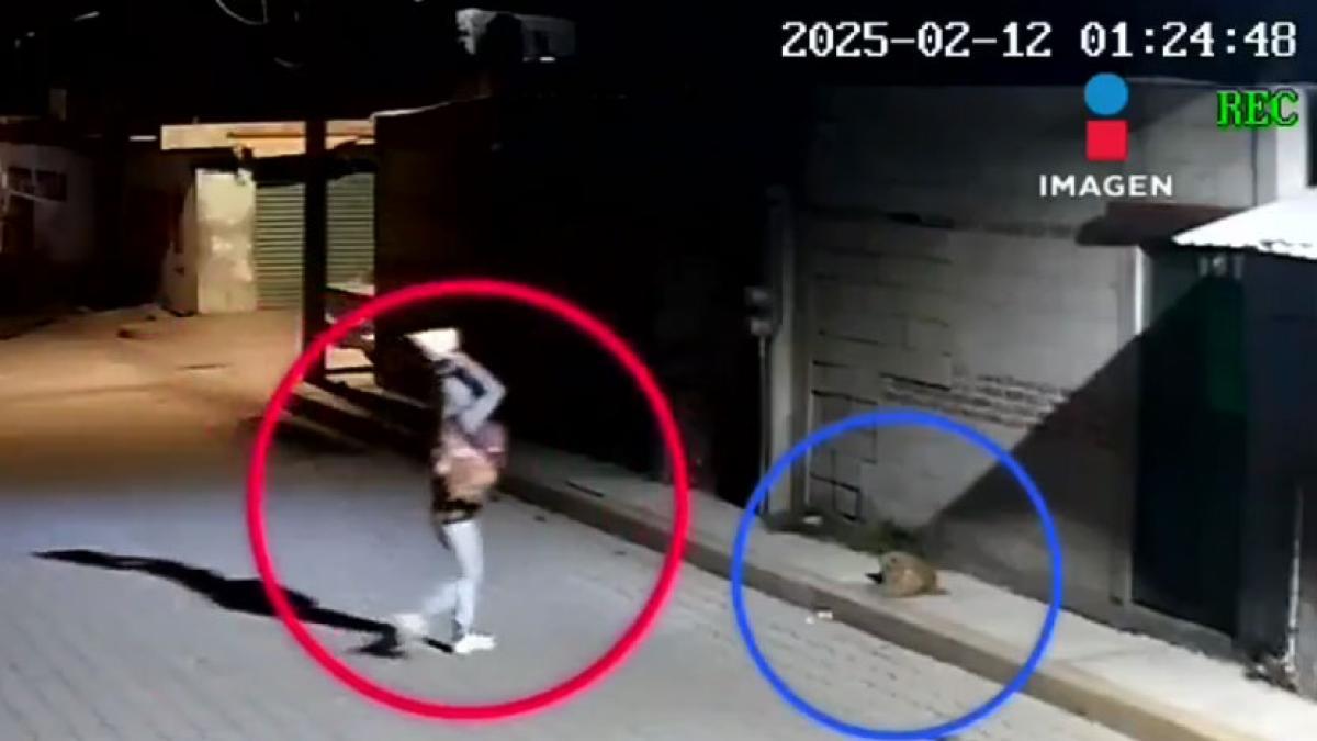 Dan 11 años de cárcel a sujeto que atacó con una piedra al perrito "Huesitos"