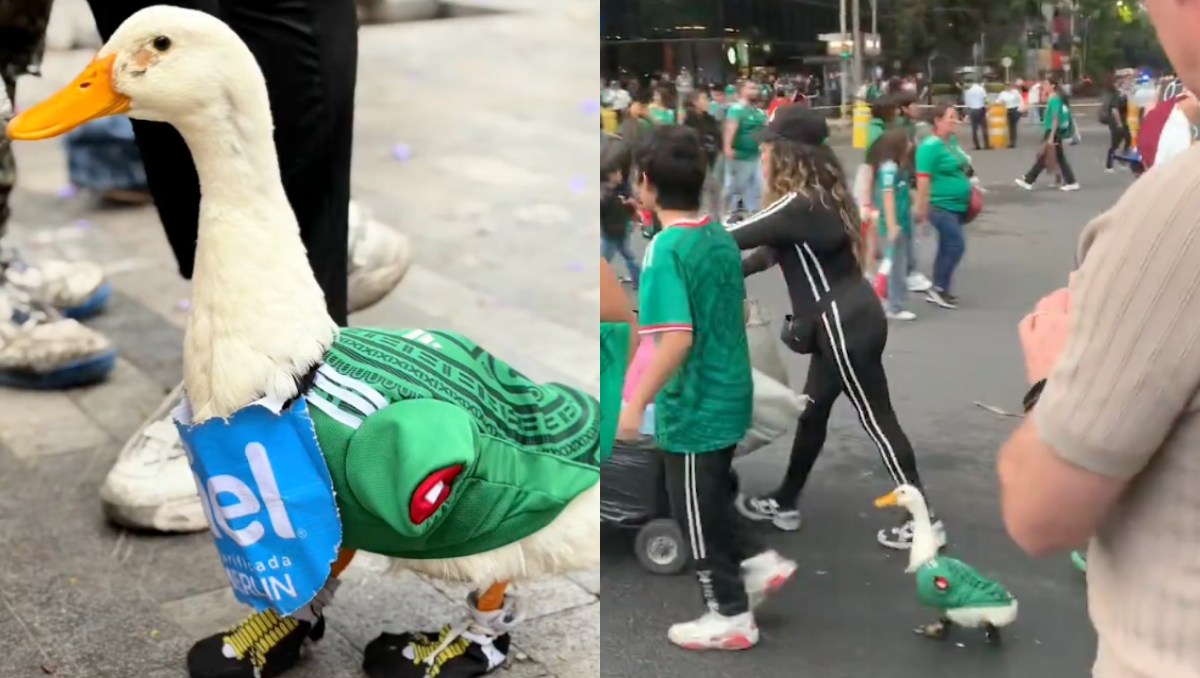 Pato 'Merlín' se vuelve viral en los festejos del Mundial