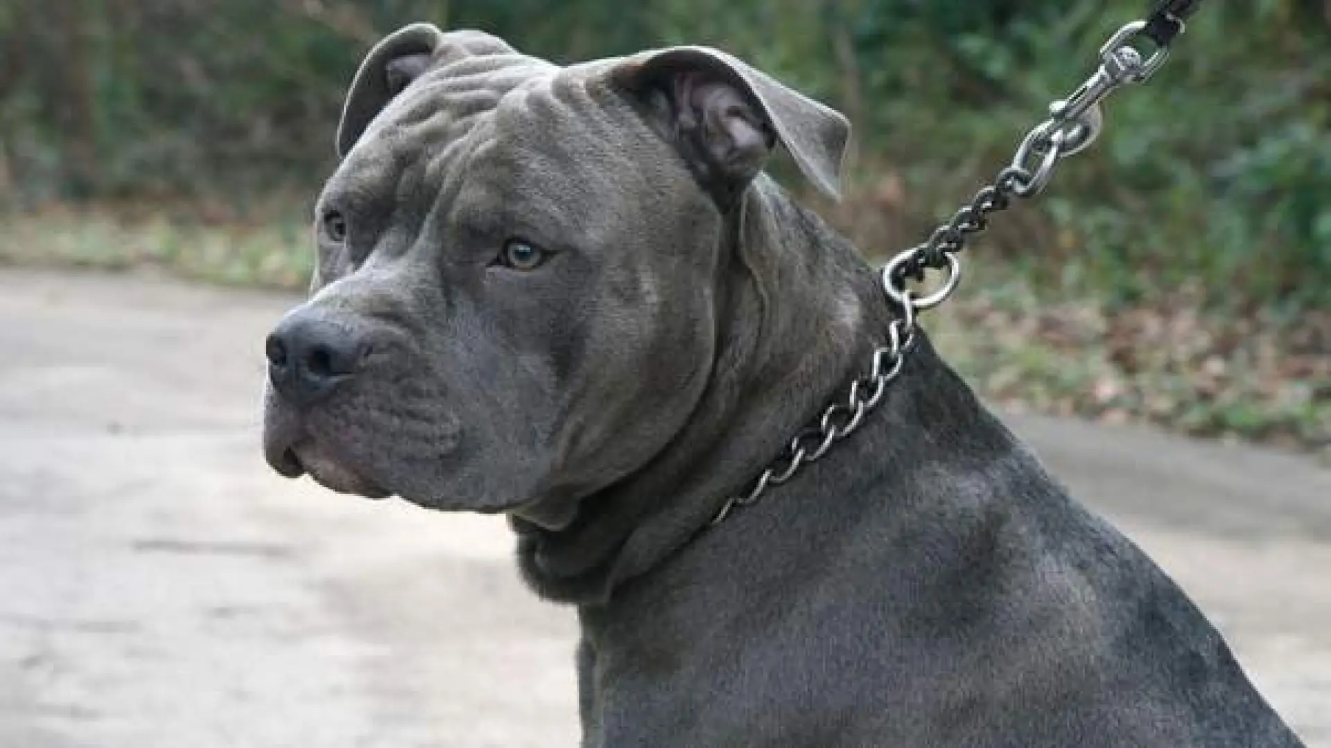 Un perro arranca un trozo de oreja a la mujer que lo paseaba y ataca a un niño, su madre y su abuela