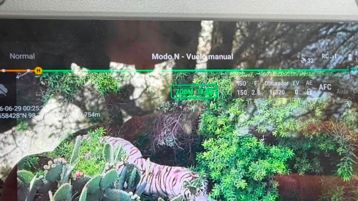 Localizan al tigre de bengala que escapó en Tepetlaoxtoc, sigue operativo de captura