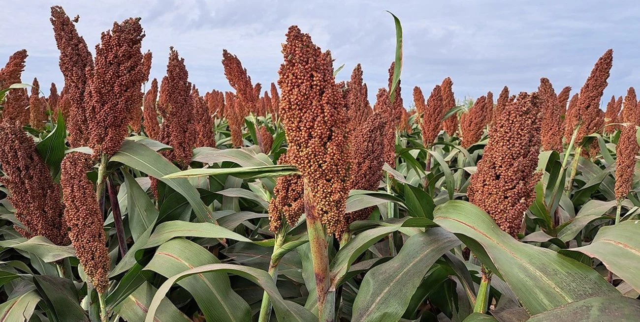 Con la chicharrita en niveles elevados, el sorgo fortalece su lugar en la rotación agrícola