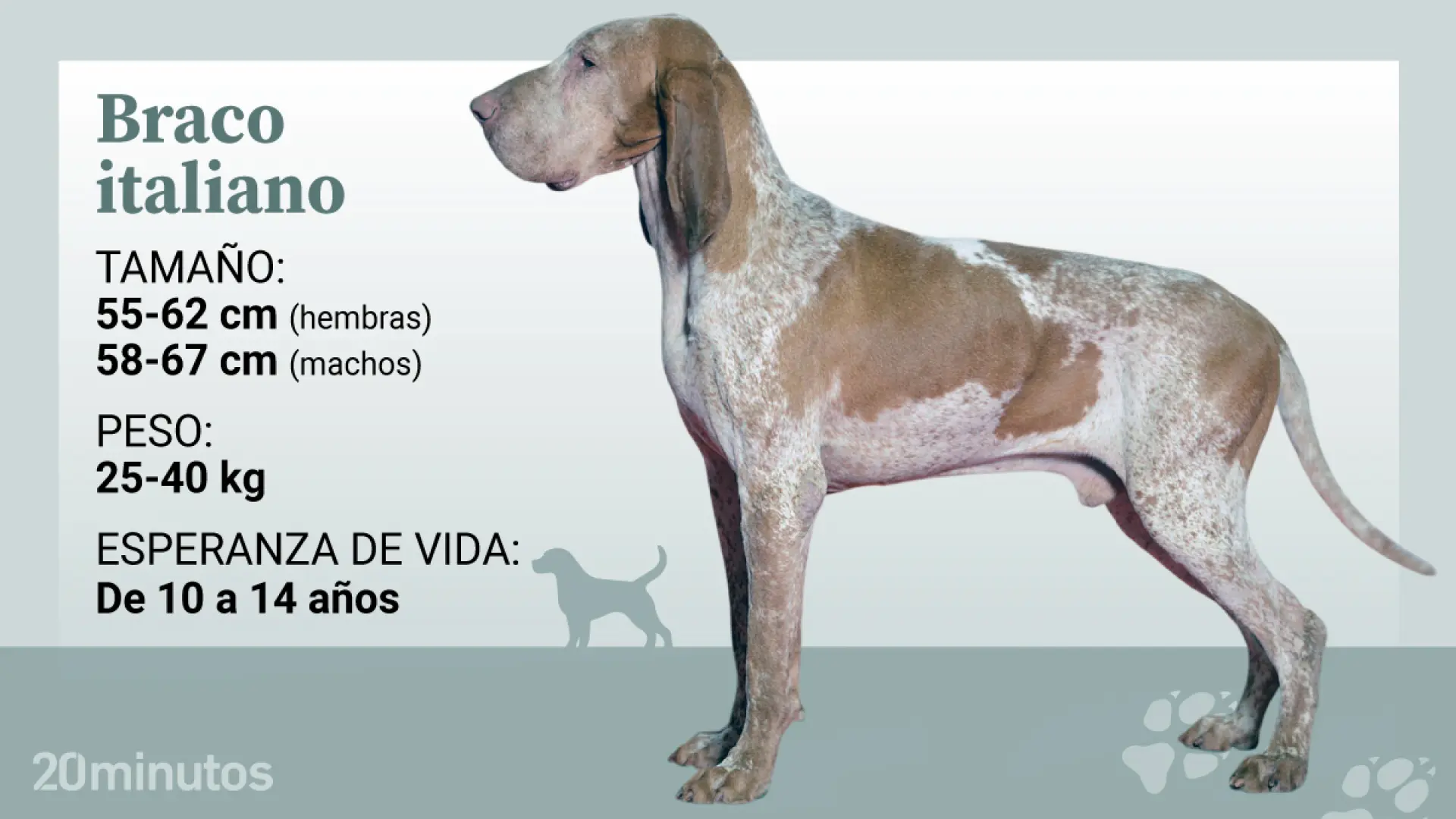 Cómo es el braco italiano, un elegante perro que lleva siglos trotando por la historia de Europa