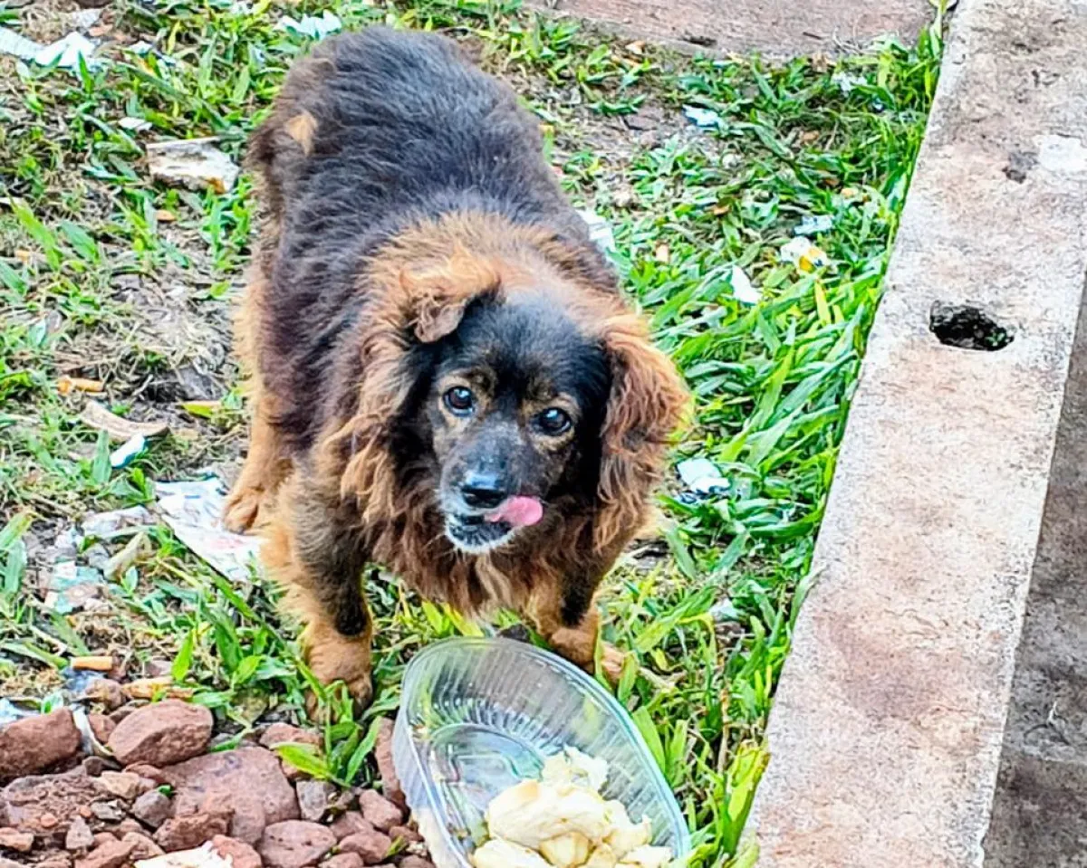 La Policía sigue el rastro de los 23 perros dados en adopción en Guaraní y ya ubicó a ocho adoptantes
