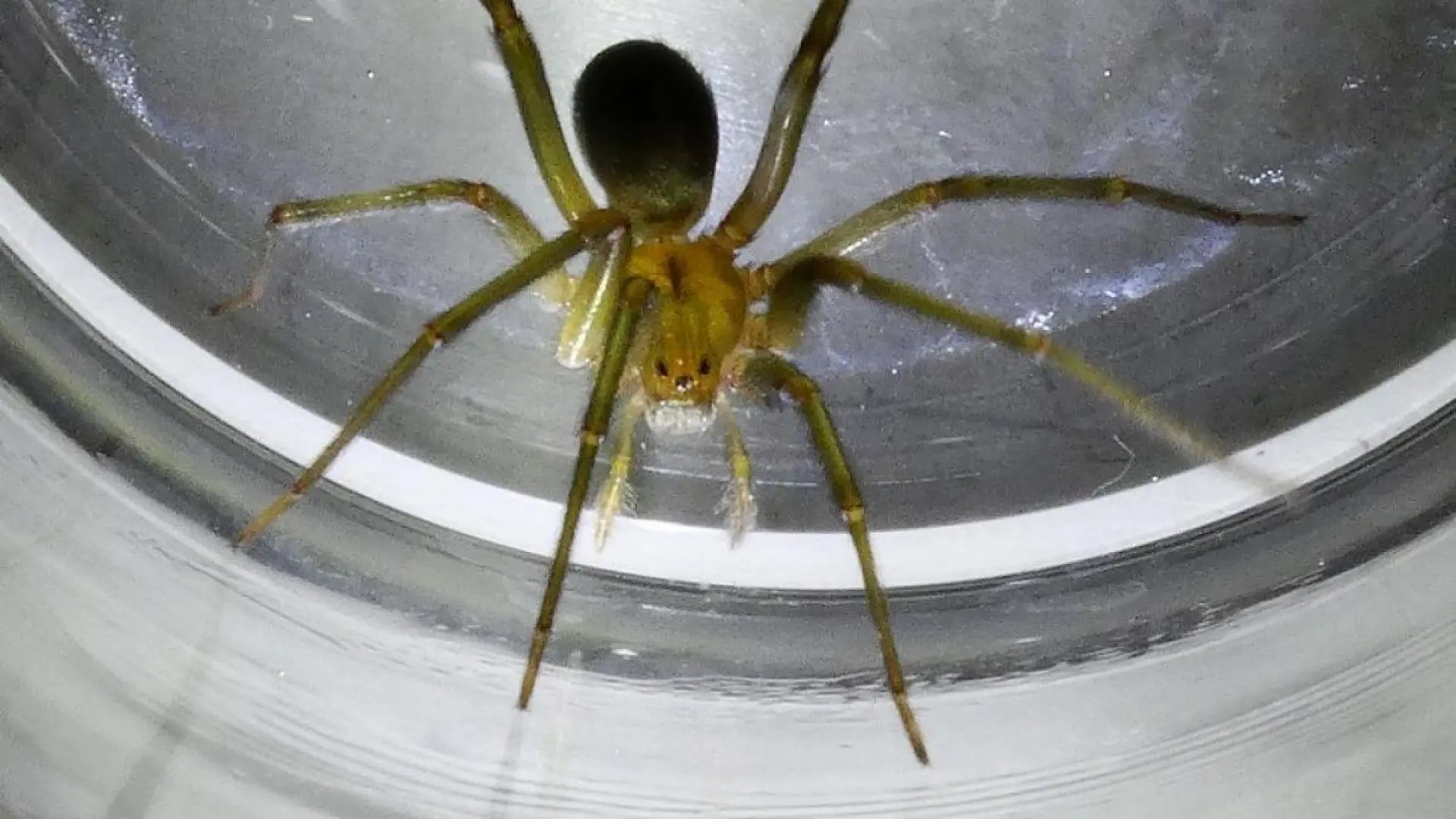 Una picadura de una araña violinista casi le cuesta el brazo a un hombre en un barrio de Málaga