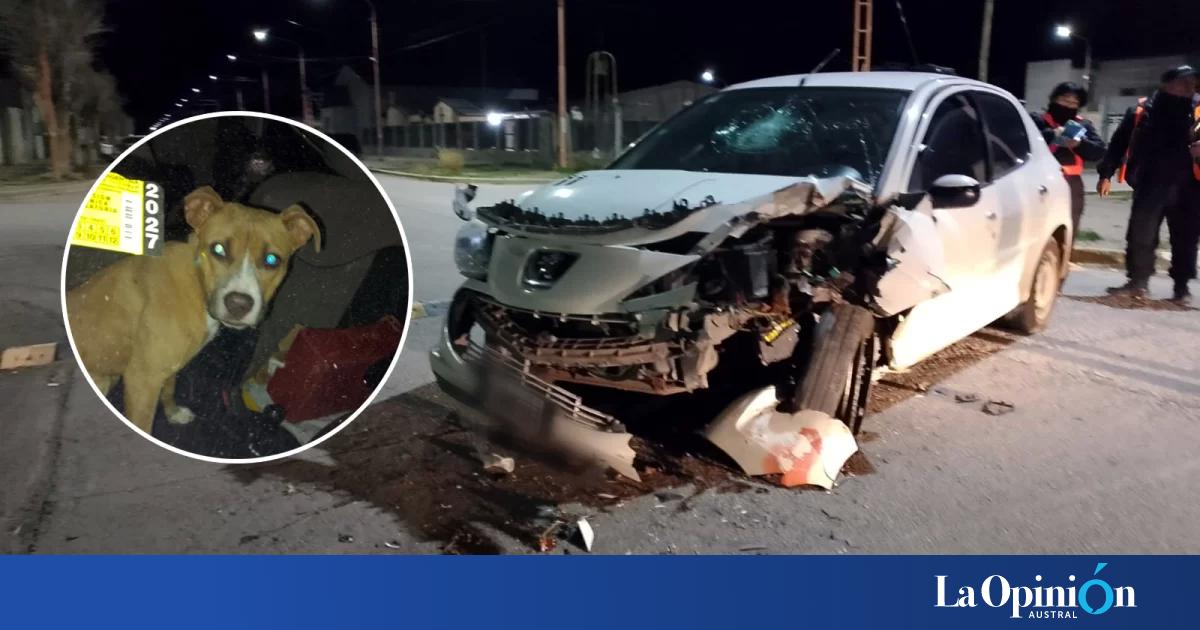 Un perro habría provocado un accidente de tránsito en Pico Truncado: una mujer chocó contra un árbol