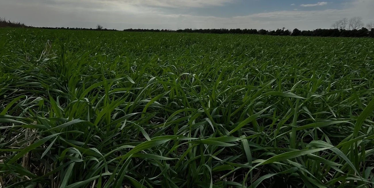 La siembra de trigo avanza con fuerza en Entre Ríos y ya cubre el 65% del área prevista