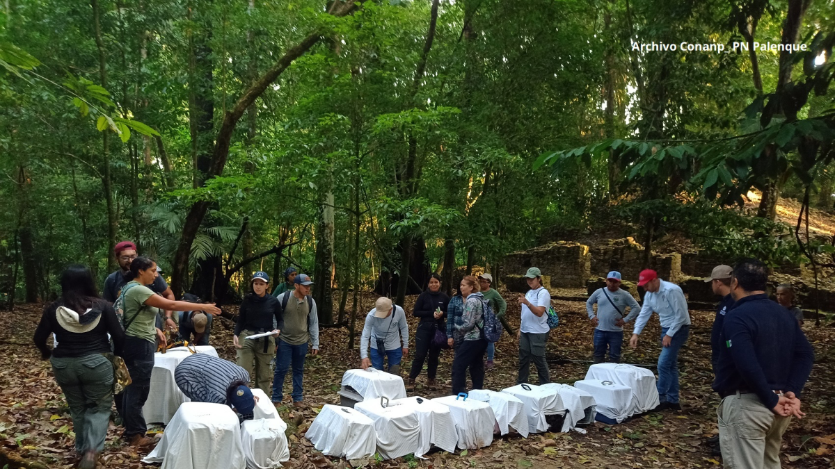 Regresan a la selva: liberan en Chiapas a 17 primates rescatados del tráfico ilegal